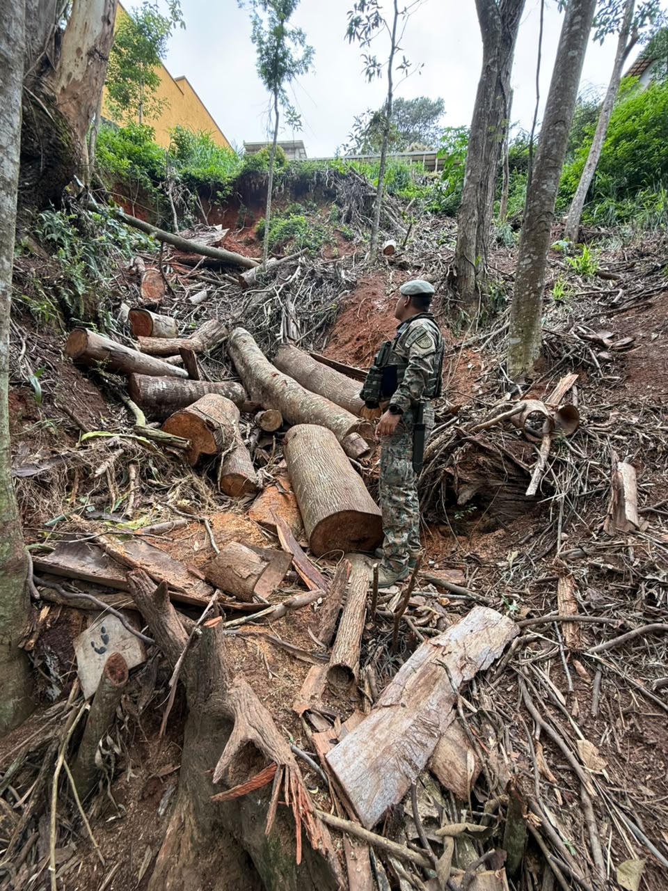 Ambiental identifica desmatamento em Itaipava